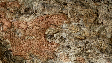 Rough Tree Bark Texture for Background and Design Use