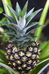 A detailed photo of a pineapple growing.