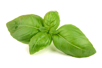 Basil Leaves Isolated, Fresh Green Herb