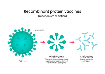 Mechanism of Action Recombinant Protein Vaccines
