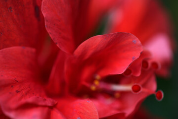 A detailed macro photo of a red hibiscus flower
