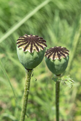 Green poppy heads on a green blurred background
