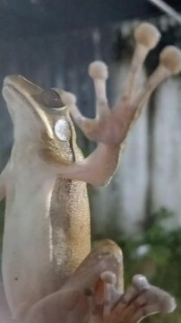 A small common tree frog (Polypedates leucomystax) on the window. Common Southeast Asian amphibian species.