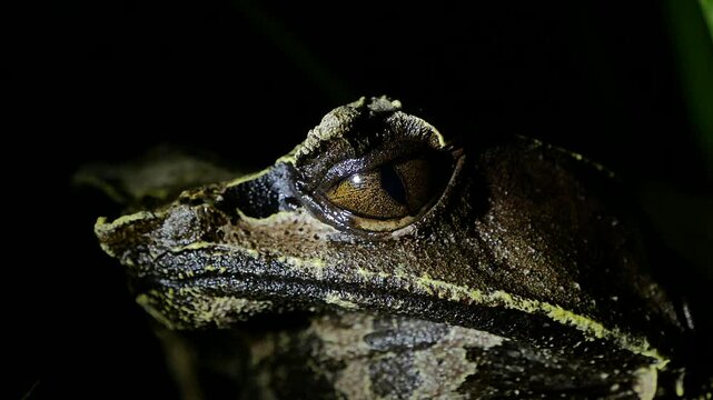 Malayan Horned Frog Close-Up on Dark Terrarium Background
