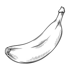 banana line art drawn illustration