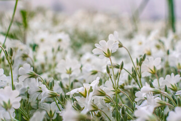 Cute white flowers outdoor in the garden