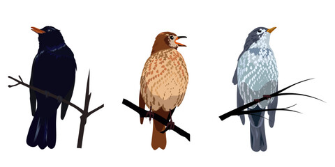 Colorful birds on branches. Vector illustration	
