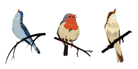 Colorful birds on branches. Vector illustration	
