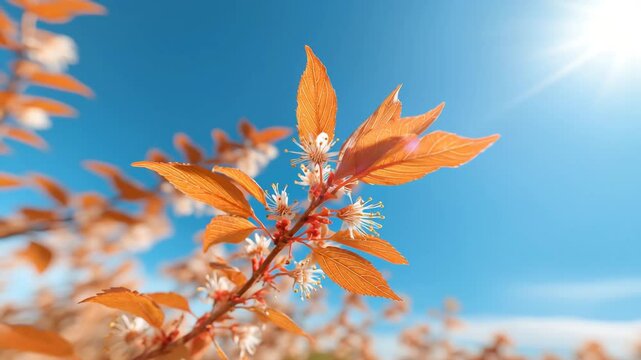 Trees orange leaf circular motion blur background sunlight glow , Autumn tree branch rotational motion, Backlit branches with translucent leaves glowing against a bright blue sky