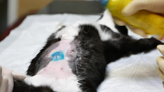 Vet Sprays Antiseptic on Cats Post-Surgery Belly Scar