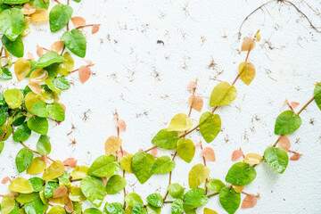 Green climbers growing on mottled walls