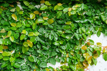 Green climbers growing on mottled walls