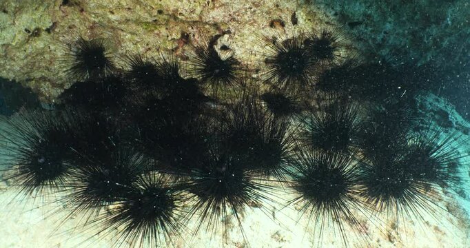 long spine sea urchin underwater  long spines moving in blue ocean scenery in nature