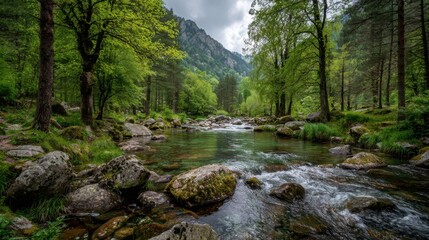 Fototapeta premium A river with a forest in the background. The water is clear and the rocks are scattered throughout the river. The scene is peaceful and serene