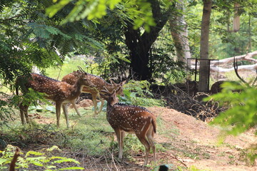 Deer in the woods