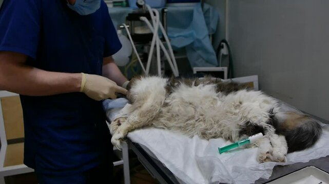 Fluffy Sick Cat Examined by Vet in Blue Scrubs
