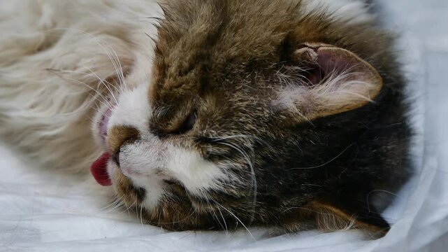 Fluffy Sick Cat at Veterinary Clinic Close-Up