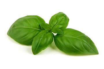 Basil Ocimum basilicum Leaves, isolated on white background