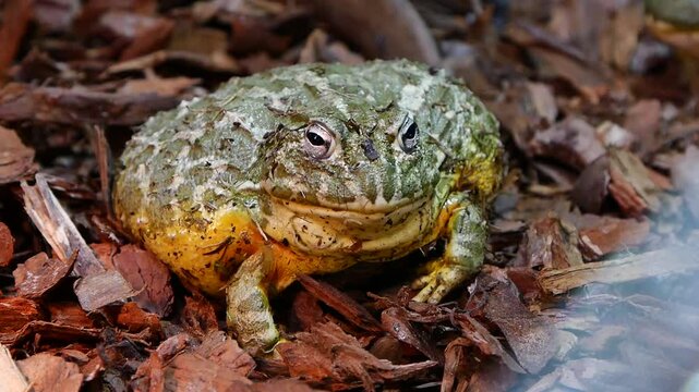 Female Pixie Frog Sitting on Mulch in Terrarium
