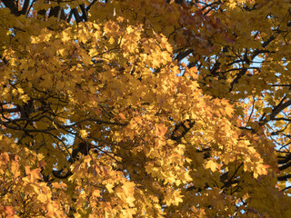 yellow maple leaves in autumn