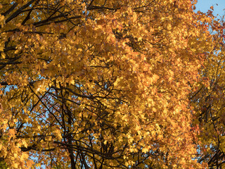 yellow maple leaves