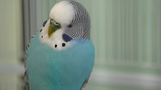 Blue Budgie Chirps on Branch and Flies Away