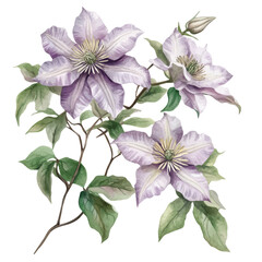 watercolor of A Clematis Plant, vector, isolated on a white background.