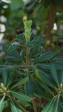 Vibrant green plant with lush leaves and emerging buds in sunny torrevieja outdoors, showcasing the natural beauty of mediterranean flora in a bright garden setting.