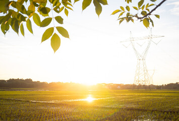 Golden Hour Sunset Over Rice Paddy Field with Power Lines