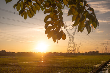 Golden Hour Sunset Over Rice Paddy Field with Power Lines