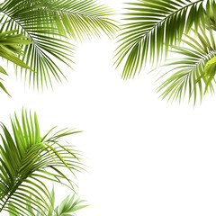 Fototapeta premium Lush green palm fronds corner frame isolated on transparent background