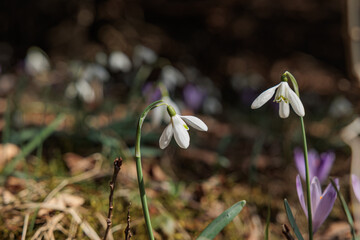vista macro di alcuni esemplari di fiore di bucaneve, di giorno, su un terreno di un ambiente...