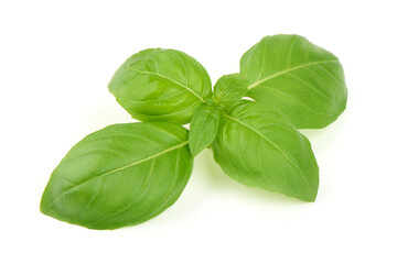 Ocimum basilicum, Fresh Basil, isolated on white background