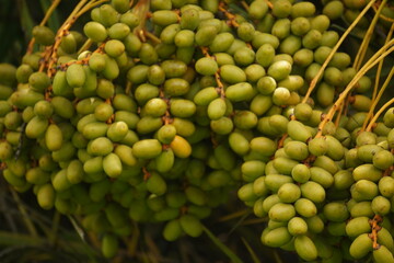 Date palm fruits are sweet, energy-rich, chewy, high in fiber and nutrients, commonly eaten fresh or dried in warm climates.