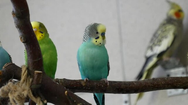 Blue Budgie Feeds Green Mate on Indoor Branch