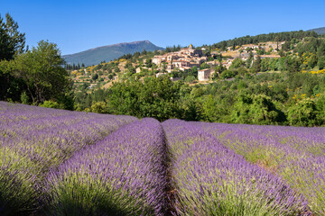 The hilltop village of Aurel in Provence with lavender fields in summer. Albion Plateau in Vaucluse, France