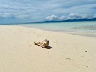 Caracol en la playa