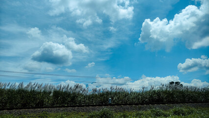 Scenic View of Railroad Tracks and Sugarcane Field with White Plumes
