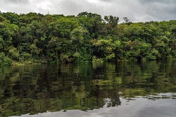 Fototapeta premium reflection on the amazon river of the vegetation of the biodiverse jungle, lung of the world with tones full of life in a journey of exploration