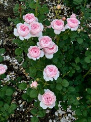 bouquet of pink roses in a garden
