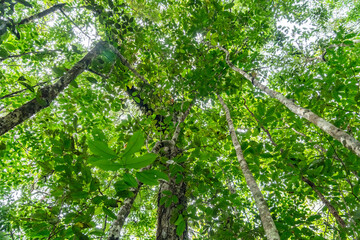 Fototapeta premium vegetation with leafy trees in the interior of the amazon rainforest of colombia. Scenery full of life and biodiversity in a perfect light