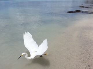 Stunning White Egret Taking Flight Over The Calm Sea Waters along the Shore