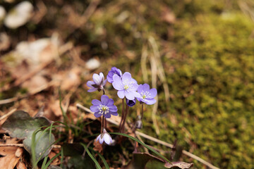 vista macro in primo piano alcuni esemplari di fiore di Hepatica nobilis o erba trinità, su un...