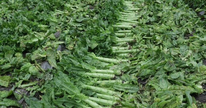 Harvesting green stem lettuce crops in the field, Sichuan province, China