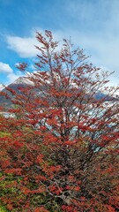 Fototapeta premium Autumn Colours at Perito Moreno Glacier, Patagonia, Argentina