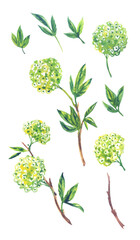 Set of inflorescences, branches and leaves of blooming viburnum "snow globe" on white background, watercolor illustration.