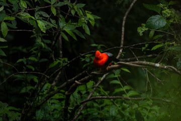 Cock of the rock, Manu National Reserve , Cusco - Peru