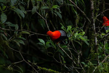 Cock of the rock, Manu National Reserve , Cusco - Peru