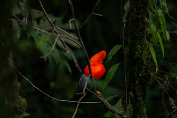 Cock of the rock, Manu National Reserve , Cusco - Peru