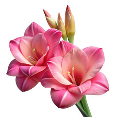 pink and white orchid isolated